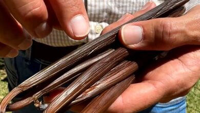 Baunilha do Cerrado vira aposta de alto valor para produtores rurais em Goiás