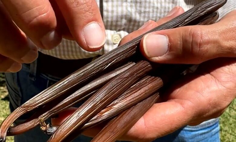 Baunilha do Cerrado vira aposta de alto valor para produtores rurais em Goiás