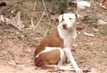 Cachorra salva recém-nascido abandonado em lote vago após alerta sonoro