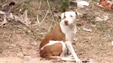 Cachorra salva recém-nascido abandonado em lote vago após alerta sonoro