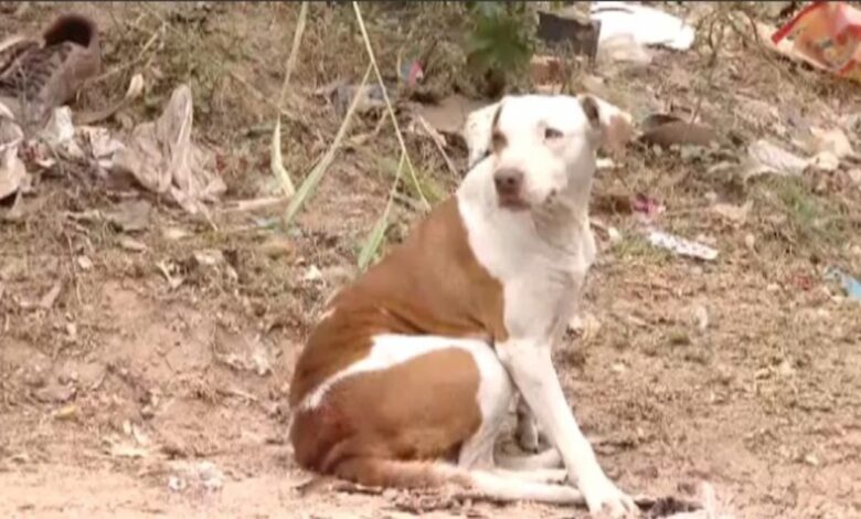 Cachorra salva recém-nascido abandonado em lote vago após alerta sonoro