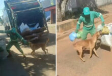 Cachorro caramelo conquista a internet ao interagir com rotina de gari em Goiás