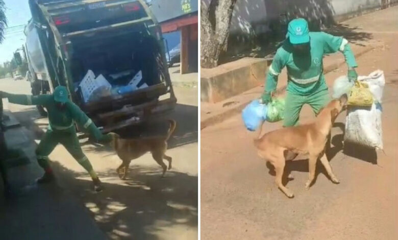 Cachorro caramelo conquista a internet ao interagir com rotina de gari em Goiás