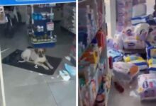 Cachorro 'esquecido' em farmácia causa prejuízo e diverte internautas em Pontalina