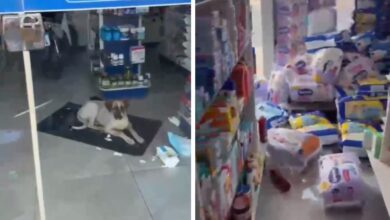 Cachorro 'esquecido' em farmácia causa prejuízo e diverte internautas em Pontalina