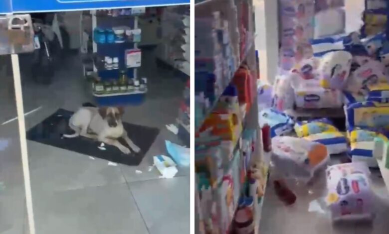 Cachorro 'esquecido' em farmácia causa prejuízo e diverte internautas em Pontalina