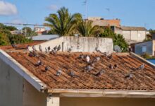 Como afastar pombos do telhado com métodos simples e eficazes