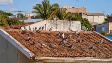 Como afastar pombos do telhado com métodos simples e eficazes