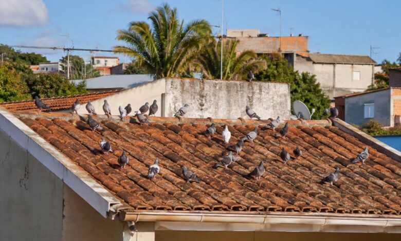 Como afastar pombos do telhado com métodos simples e eficazes