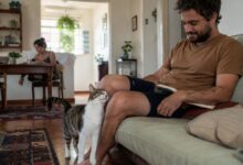 Comportamento felino: por que gatos preferem quem parece mais distante?