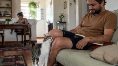 Comportamento felino: por que gatos preferem quem parece mais distante?