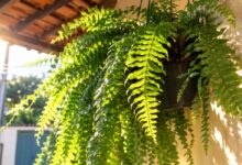 Cuidado com plantas: jardineiro alerta sobre exposição solar excessiva e dicas essenciais
