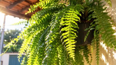 Cuidado com plantas: jardineiro alerta sobre exposição solar excessiva e dicas essenciais