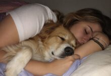Dormir com o cachorro: especialistas em comportamento canino debatem prós e contras
