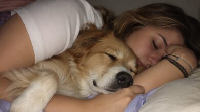 Dormir com o cachorro: especialistas em comportamento canino debatem prós e contras