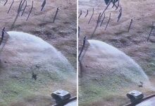 Em meio à estiagem, cachorro caramelo busca frescor em jato d'água no Estádio Serra Dourada