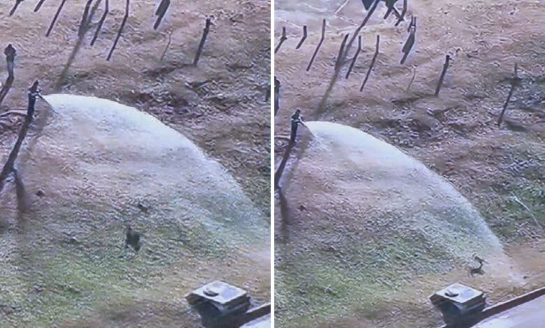 Em meio à estiagem, cachorro caramelo busca frescor em jato d'água no Estádio Serra Dourada