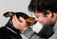 Entenda por que nem todo carinho é bem-vindo pelos cães segundo especialistas