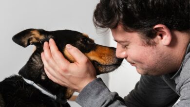 Entenda por que nem todo carinho é bem-vindo pelos cães segundo especialistas