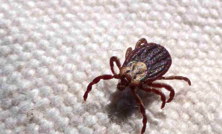 Febre maculosa em São Paulo: 18 mortes confirmadas e alerta de saúde pública