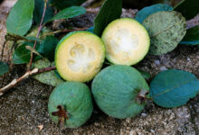 Feijoa: a exótica goiaba-serrana que conquista paladares com sabor de abacaxi e banana