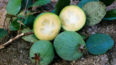 Feijoa: a exótica goiaba-serrana que conquista paladares com sabor de abacaxi e banana