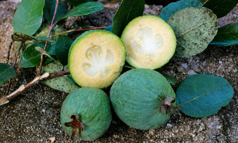 Feijoa: a exótica goiaba-serrana que conquista paladares com sabor de abacaxi e banana