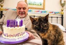 Gata britânica de 30 anos vive como realeza e pode ser a mais velha do mundo