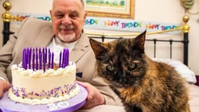 Gata britânica de 30 anos vive como realeza e pode ser a mais velha do mundo