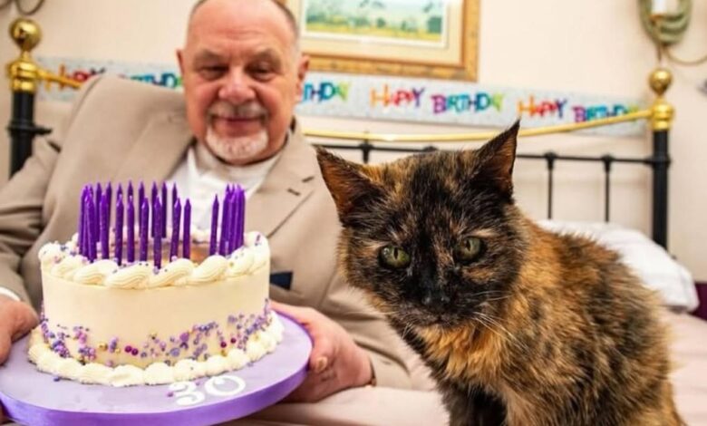 Gata britânica de 30 anos vive como realeza e pode ser a mais velha do mundo