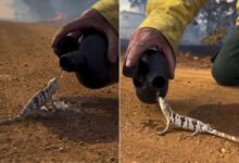Gesto de brigadista ao dar água a lagarto em incêndio florestal de Goiás comove o país