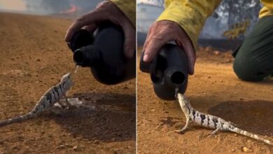 Gesto de brigadista ao dar água a lagarto em incêndio florestal de Goiás comove o país