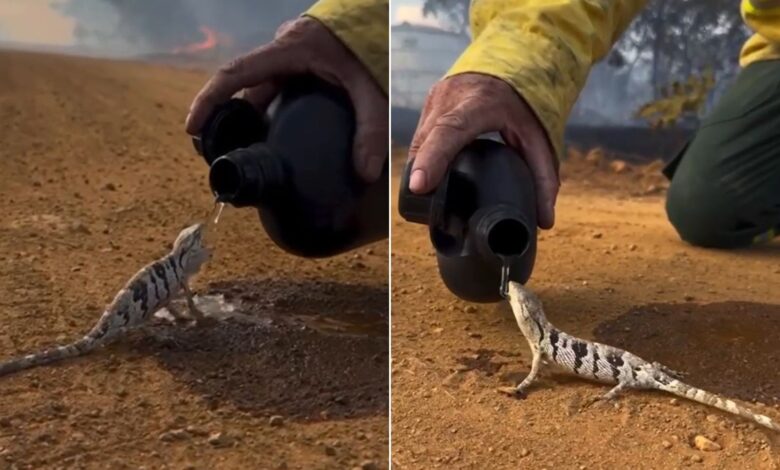 Gesto de brigadista ao dar água a lagarto em incêndio florestal de Goiás comove o país