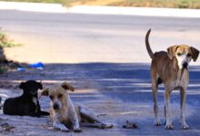 Goiânia retoma programa de castração gratuita para cães e gatos com 1,5 mil procedimentos
