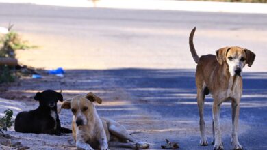 Goiânia retoma programa de castração gratuita para cães e gatos com 1,5 mil procedimentos