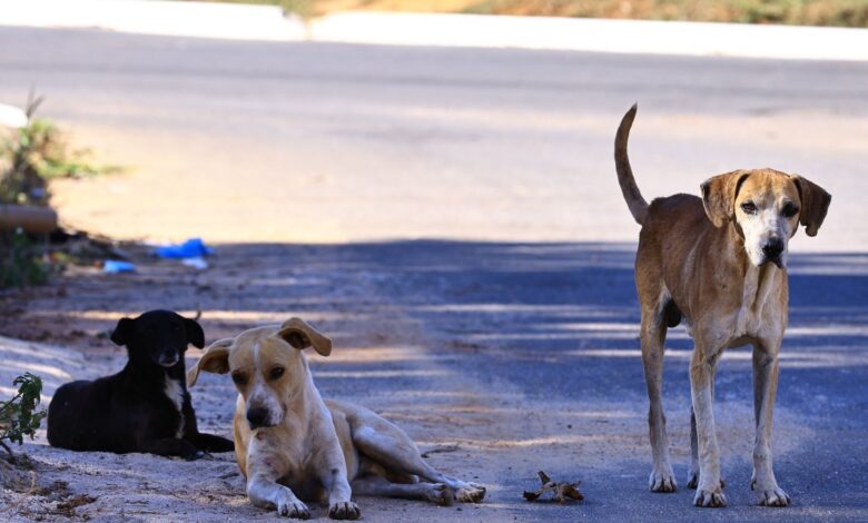Goiânia retoma programa de castração gratuita para cães e gatos com 1,5 mil procedimentos
