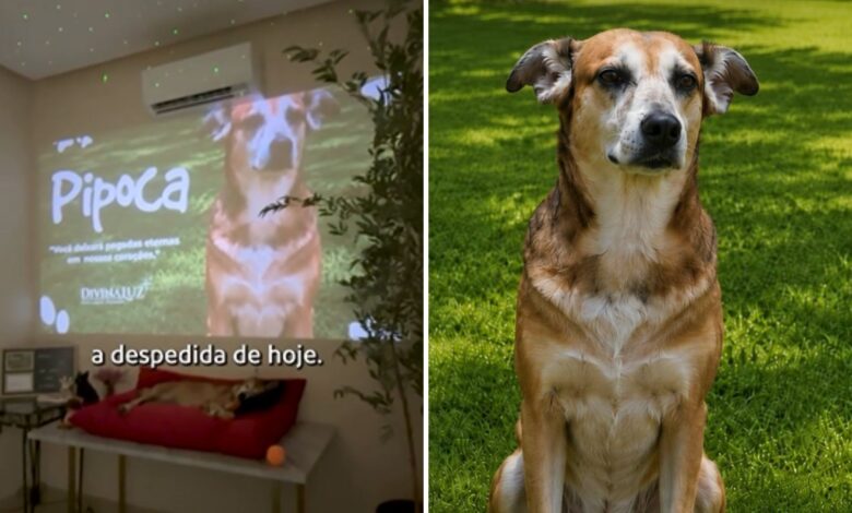 História de cadela adotada em estacionamento que teve despedida emocionante em Goiás