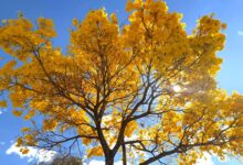 Ipês: florada em Goiânia revela mais de 50 mil árvores e exemplar com 90 anos