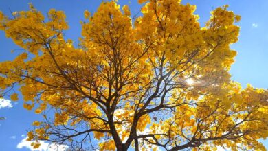 Ipês: florada em Goiânia revela mais de 50 mil árvores e exemplar com 90 anos