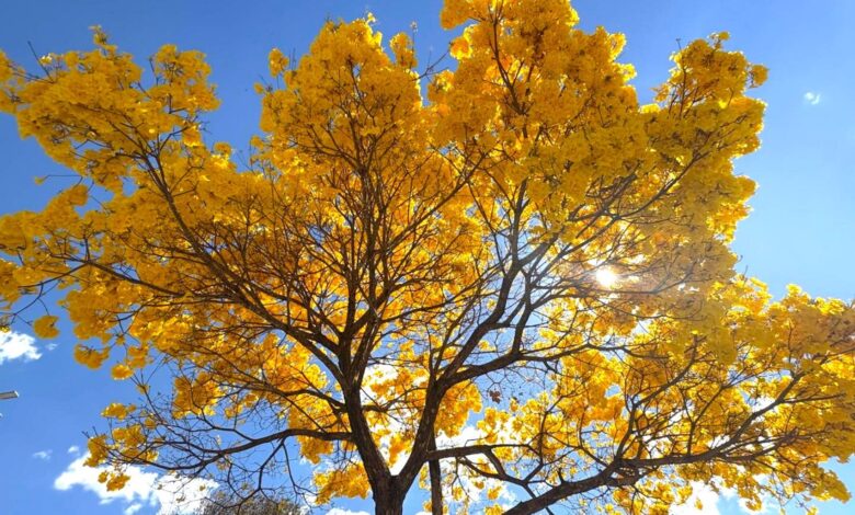 Ipês: florada em Goiânia revela mais de 50 mil árvores e exemplar com 90 anos