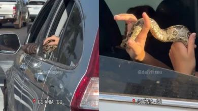 Jiboia em carro no trânsito de Goiânia choca testemunhas e viraliza nas redes