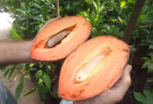 Mamey sapote: conheça a fruta exótica de polpa cremosa que conquista pomares domésticos