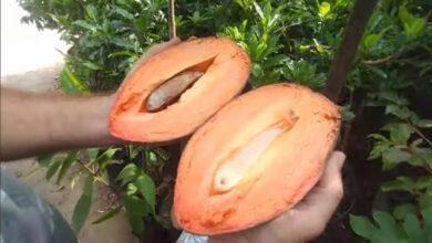 Mamey sapote: conheça a fruta exótica de polpa cremosa que conquista pomares domésticos
