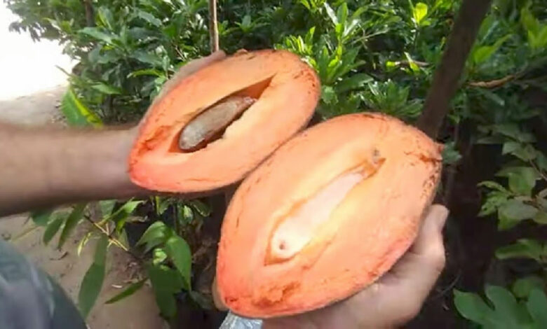 Mamey sapote: conheça a fruta exótica de polpa cremosa que conquista pomares domésticos