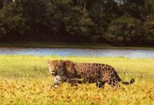Mati, a onça-pintada que brilhou em Pantanal, espera filhotes no Cerrado
