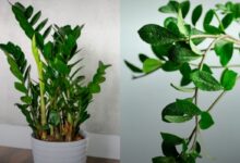 O segredo verde: a planta que o Feng Shui indica para atrair boas energias e dinheiro ao lar