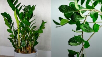 O segredo verde: a planta que o Feng Shui indica para atrair boas energias e dinheiro ao lar