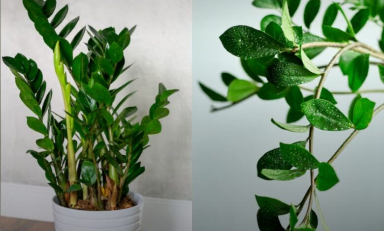 O segredo verde: a planta que o Feng Shui indica para atrair boas energias e dinheiro ao lar