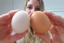 Ovos brancos e marrons: desvende o que realmente diferencia as cascas e como escolher