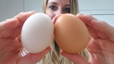 Ovos brancos e marrons: desvende o que realmente diferencia as cascas e como escolher